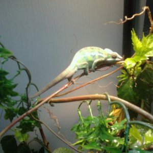 Levi enjoying his new home!!