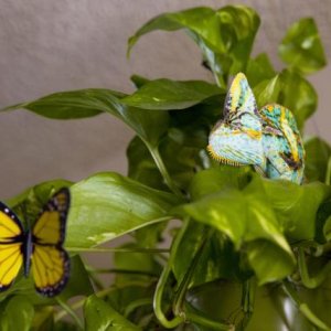 Logan and the (fake) butterfly