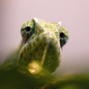 Mortimer playing peek a boo
