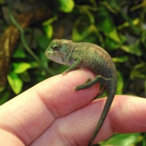 Baby Panther Chameleon Male