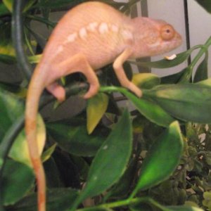 Baby Panther Chameleon Female