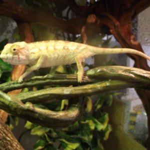 Baby Panther Chameleon