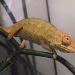 Panther Chameleon