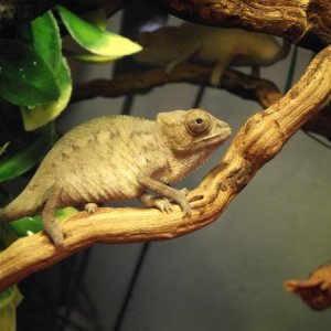 Baby Panther Chameleon