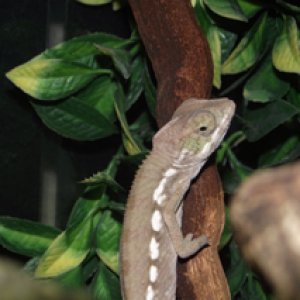 Baby Panther Chameleon Male