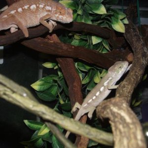 Baby Panther Chameleon Female & Male
