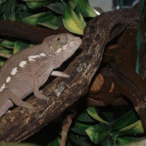 Panther Chameleon