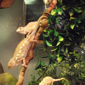Baby Panther Chameleons