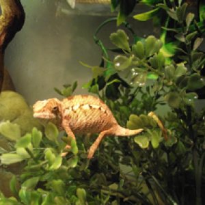 Baby Panther Chameleon Not sure..... pic doesn't do it justice really.. its very dark reddy brown and not like any of the other males or females.