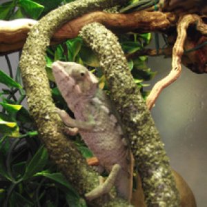 Baby Panther Chameleon Male