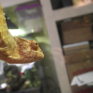 Baby Panther Chameleon Female