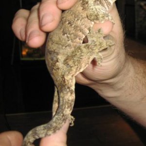 Halmahera Giant Gecko female
(Gehyra vorax)