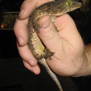 Halmahera Giant Gecko male
(Gehyra vorax)