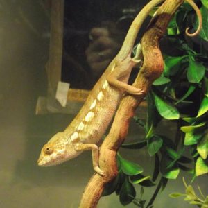Female Panther Chameleon