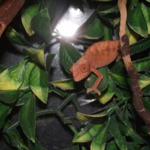 I'm not sure of the sex of this one... very different colours to all the others! Any ideas on what sex this baby panther could be?