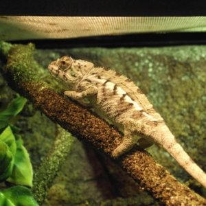 Male Panther Chameleon