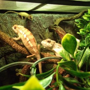 Panther Chameleon
