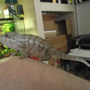 male Panther Chameleon