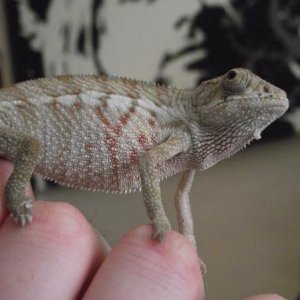 male Panther Chameleon