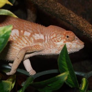 female panther chameleon