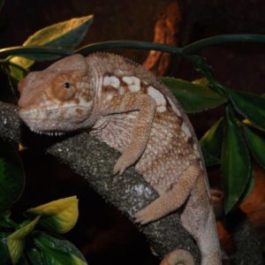 female panther chameleon