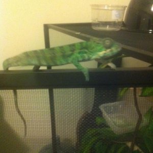 Somebody discovered the outside of their cage also works as a perch :)