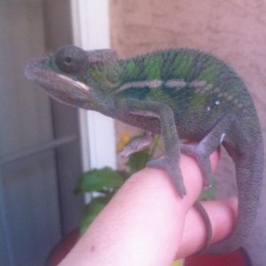 Right after he finished his first shed.. I brought him outside to wir his new skin in the real sun