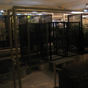 Chameleon cages 2011 001