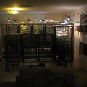 Chameleon cages 2011 004