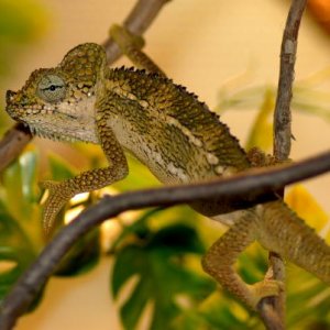 male hoenelii