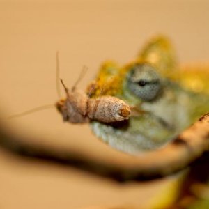 a mouthful