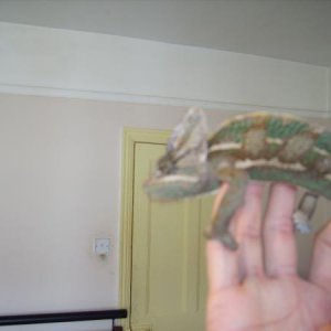 7-8 month old male veiled