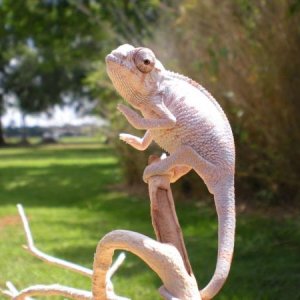 Krakatoa, my my 2.5 month old Ambilobe from KK. Sire is Son Tiger.
