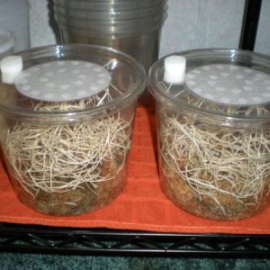 my two incubation setups