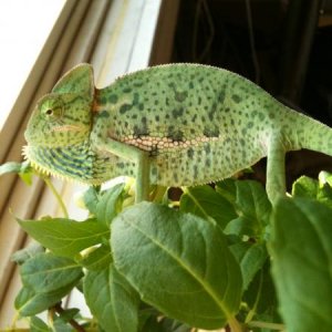 rango dislikes cameras