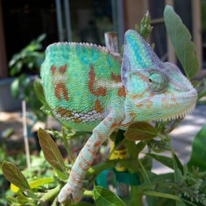 Annastasia