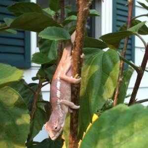 hanging out
