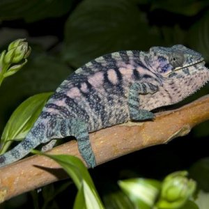 Yasmin 
Female Blue Bar Ambilobe 
6-7 months
Theron's Granddaughter