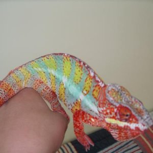 Some pics of him when i first got him