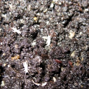 This is a macro shot of extremely small newly hatched crickets emerging from the egg laying cup.