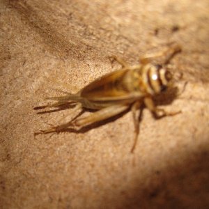 The rear end that is in focus shows the long ovidepositor that indicates this is a female cricket. That long tube sticks into the dirt to lay eggs. Ve