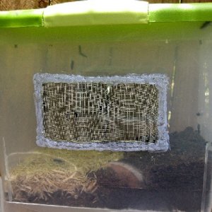 Here's a bin for grubs to pupate, you can see the adult flies emerging and flying around. This takes twelve days, then they are ready to mate and lay