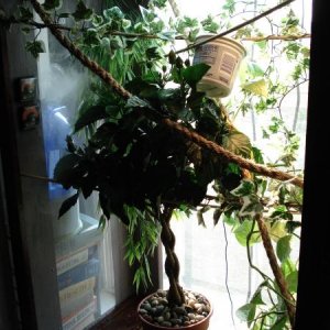 This is his home right now i am always coming up with new ideas for him.