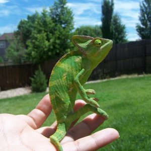 Yoshi 8 months