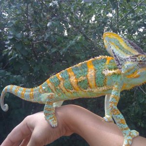 Yoshi 3yrs