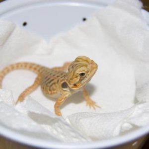 Silk Bearded dragon

Lia