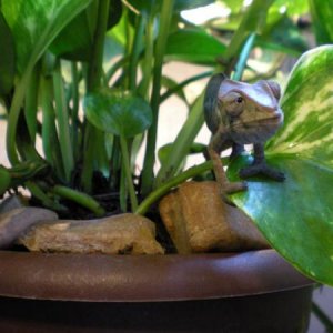 Enakai, about 2 months old. She has my heart...certainly the most dainty chameleon I own. And the only cham I have that isn't afraid of cameras!