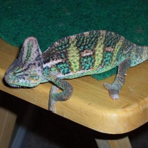 pretty pretty chameleon
