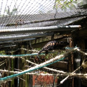 Female panther I call Jane because of the way she uses these ropes (vines) like her turnpike across the cage. These are sisal rope wrapped around wire