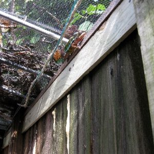 There's a Black Soldier Fly on the wall, these sit and twitch in a way that chameleons can't resist. I raise these right inside this cage, from grub (